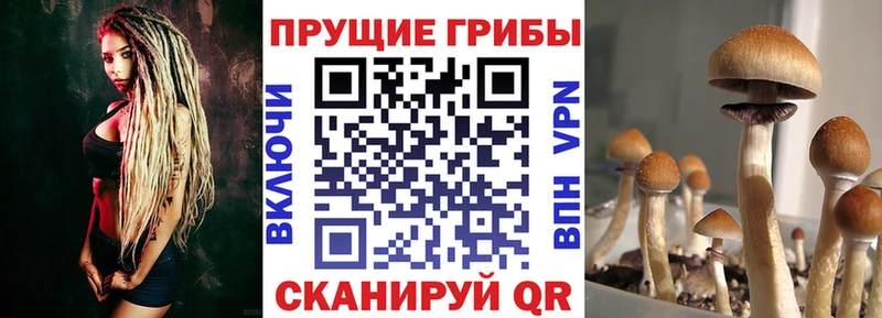 Псилоцибиновые грибы Psilocybine cubensis KRAKEN Чкаловск